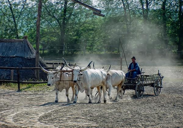 Kalocsa is renowned for handicrafts and paprika production.  We also enjoyed an impressive display of Hungarian horsemanship on our tour.